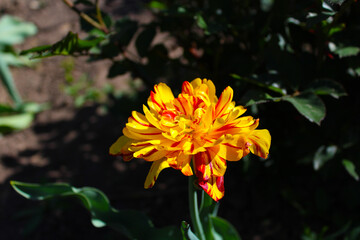 Yellow tulip in the garden