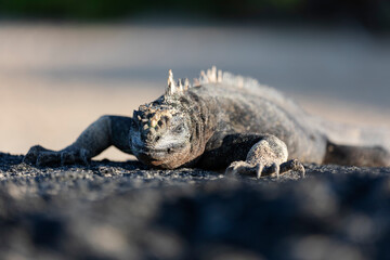 Galápagos marine iguana. One of the endemit on islands. It looks like monster. Isabela island