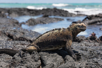 Galápagos marine iguana. One of the endemit on islands. It looks like monster. Isabela island
