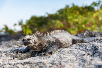 Galápagos marine iguana. One of the endemit on islands. It looks like monster. Isabela island