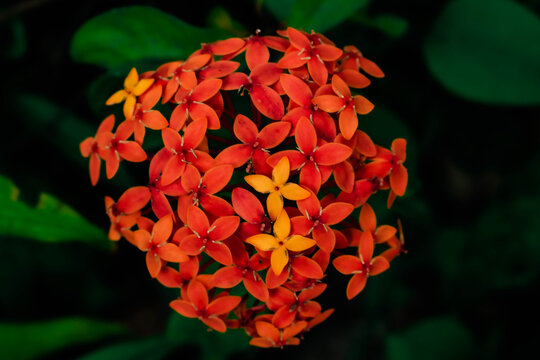 Red flower in the garden