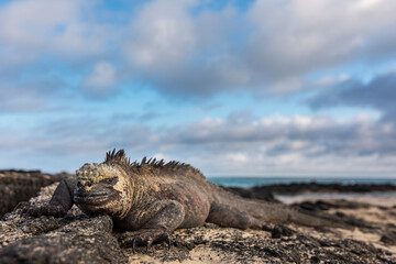 Galápagos marine iguana. One of the endemit on islands. It looks like monster. Isabela island