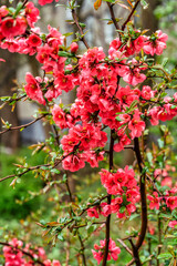 Flowers of henomeles in spring in the garden. Close-up