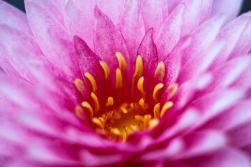 Beautiful purple water lilly or lotus on water