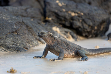 Galápagos marine iguana. One of the endemit on islands. It looks like monster. Isabela island