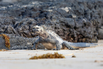 Gal&aacute;pagos marine iguana. One of the endemit on islands. It looks like monster. Isabela island