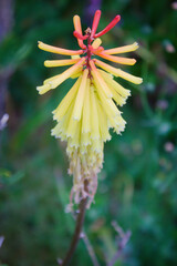 flower in the sun