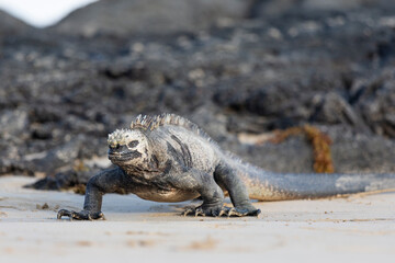 Galápagos marine iguana. One of the endemit on islands. It looks like monster. Isabela island