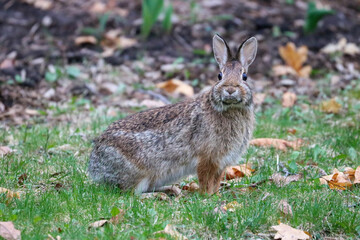 Naklejka na ściany i meble Rabbit Bunny in the Lawn Staring at Me