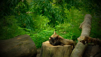 cat on the tree