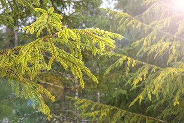 Bright sunny spring day in the fir forest. Pine branches in the sunlight. Christmas forest.