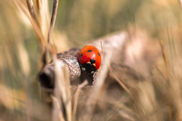 Seven spotted ladybug in the grass