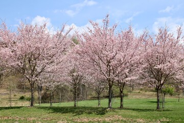 Cherry trees  in bloom 