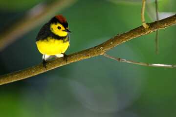 Paruline ceinturée (Myioborus torquatus) costa rica