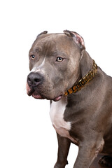 Portrait of the head of a purebred American Bully or Bulldog female with cropped ears isolated on a white background