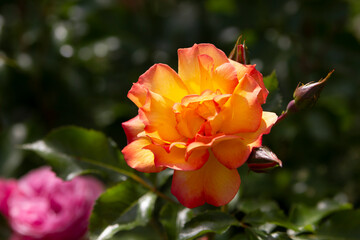 
Blooming spray roses in the garden. Close-up. Place for an inscription. Background.