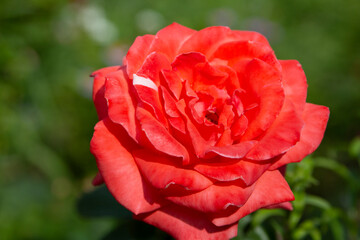 
Blooming spray roses in the garden. Close-up. Place for an inscription. Background.