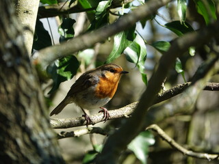 robin (Erithacus rubecula)