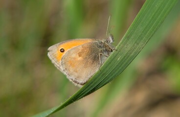 butterfly in the meadows, Coenonympha pamphilus