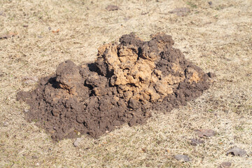 A pile of earth from a mole, a lawn ruined by underground animals. Vegetable garden after winter, spring type of soil.