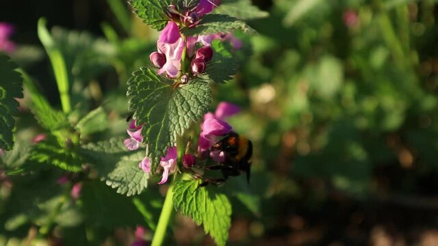 Bumblebee pollinating flowers in slow motion in beautiful surroundings