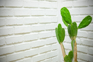 Close up with copy space of beautiful green cactus leaf on white brick wall background shows concept of minimalist decoration for house, garden and cafeteria. It is a nice background for advertising.
