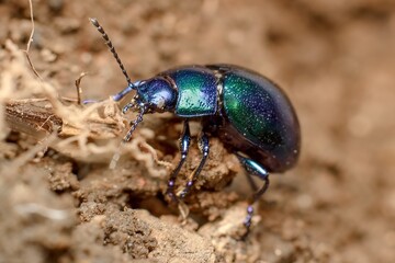 little green-blue Colorado mint beetle