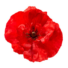 Poppy red flower isolated on white background. Close-up of blooming flower head. Top view.