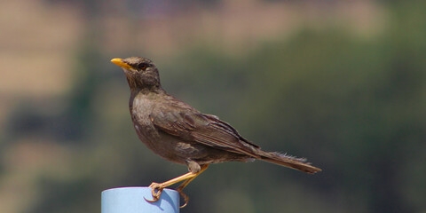 bird mirla