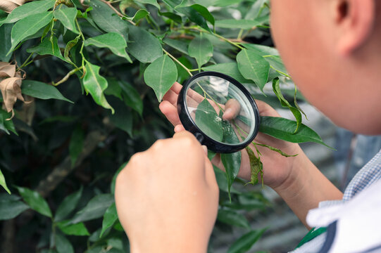 Boy Using Magnifying Glass Looking And Learning At Green Leaf In Biology Class