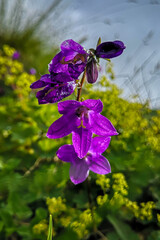 Fototapete bei efototapeten.de bestellen   