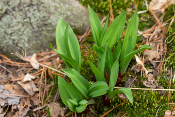 Wild Ramps - wild garlic ( Allium tricoccum), commonly known as ramp, ramps, spring onion, wild leek, wood leek. North American species of wild onion. in Canada, ramps are considered rare delicacies