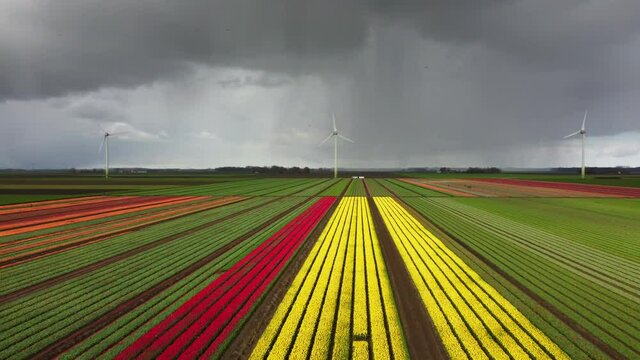 Tulips blossoming during a springtime storm