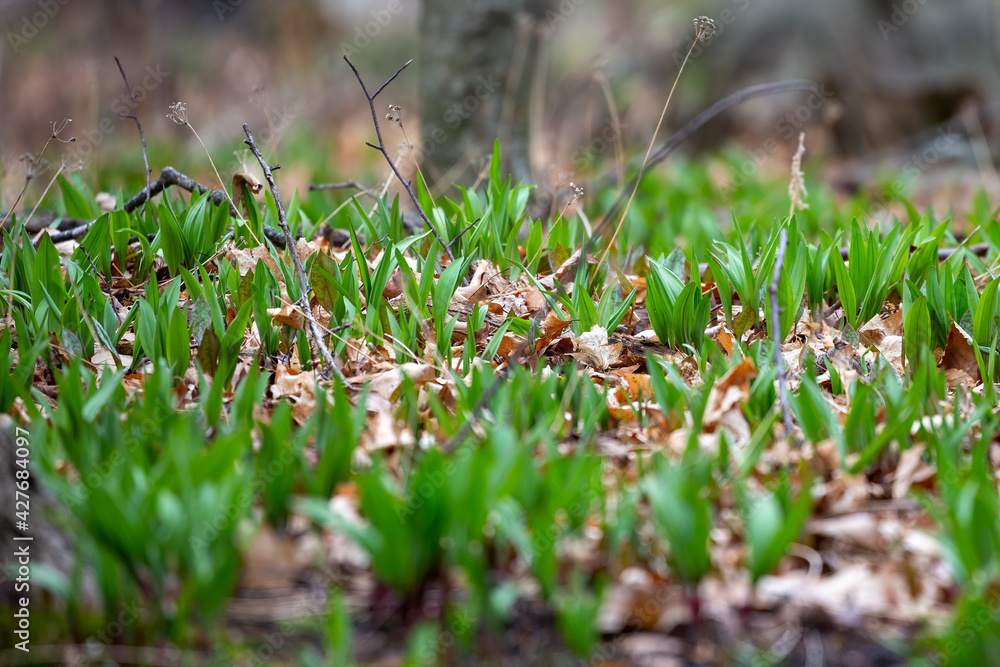 Canvas Prints Wild Ramps - wild garlic ( Allium tricoccum), commonly known as ramp, ramps, spring onion, wild leek, wood leek. North American species of wild onion. in Canada, ramps are considered rare delicacies