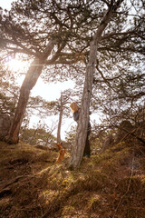Fototapeta na wymiar Woman and her small dog hiking up on a hill. Adventure, journey and travel concept.