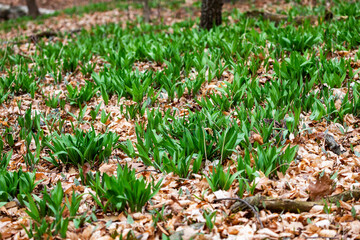 Wild Ramps - wild garlic ( Allium tricoccum), commonly known as ramp, ramps, spring onion, wild leek, wood leek. North American species of wild onion. in Canada, ramps are considered rare delicacies