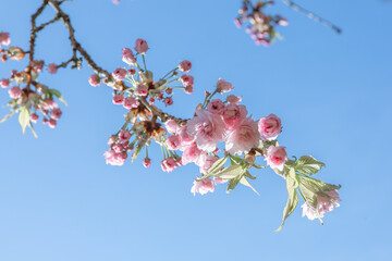 Japanese Cherry Blossom in pink with flower buds and young leaves against the blue sky.