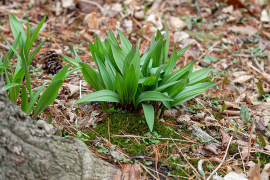 Wild Ramps - wild garlic ( Allium tricoccum), commonly known as ramp, ramps, spring onion, wild leek, wood leek. North American species of wild onion. in Canada, ramps are considered rare delicacies