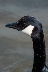 Canada Goose close up Head and Nexk