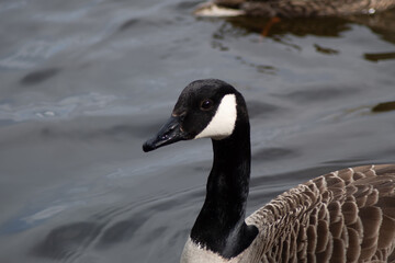 Canada Goose close up Head and Nexk