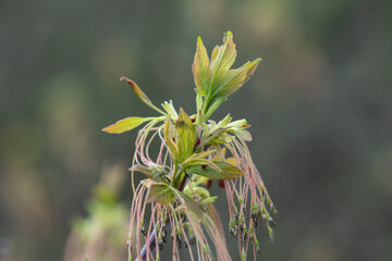 Box Elder Flowers in Springtime