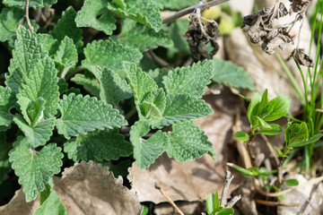 Catnip Leaves Sprouting in Springtime