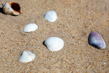 Fototapeta na wymiar Close-up of four white and two multi-colored seashells on the sea sand. Summer theme. Selective focus.