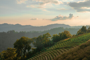 mountain view with sunrise and tea field background