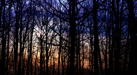 Fototapeta na wymiar Sunrise in the forest. Sunlight through the trees
