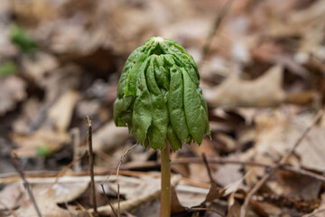 Mayapple Plant Emerging in Springtime