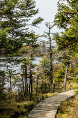 Obraz premium Trail around Berryhill Pond. Gros Morne National Park, Newfoundland, Canada