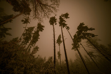 Trees in foggy weather, toned photo