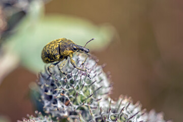 Close Up Of A Weevil While Crawling On A Burdock