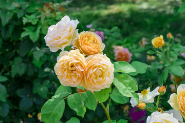 Inflorescence of English yellow roses of the Golden Celebration variety. Blooming branch against blurred greenery of a garden or park outdoors